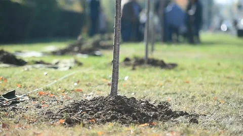 Tree planting action showing a sapling who just got planted Vídeo Stock 219615514