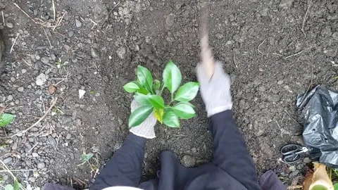Tree planting activity promoting green environment and sustainability Stock Footage 311349560