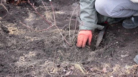 Tree planting and hilling of sapling in the ground on the farm Stock Footage 125811662