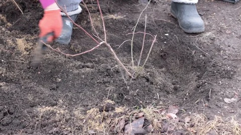 Tree planting and hilling of sapling in the ground on the farm Stock Footage 125811663