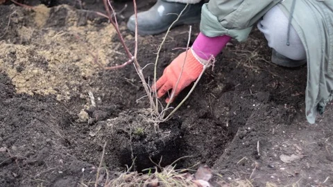 Tree planting and hilling of sapling in the ground on the farm 스톡 동영상 125811683