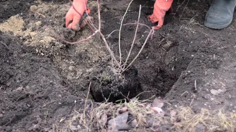 Tree planting and hilling of sapling in the ground on the farm Stock Footage 125811695