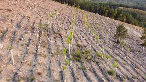 Tree planting 動画素材 160260860