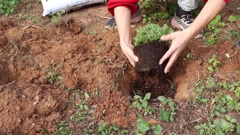 Tree planting Stock Footage 258588361