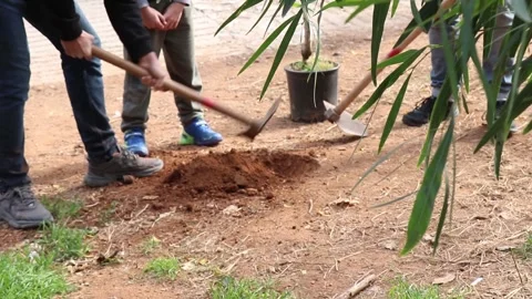 Tree planting Stock Footage 258590688