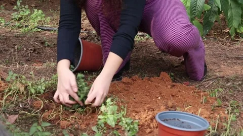 Tree planting Stock Footage 258590947