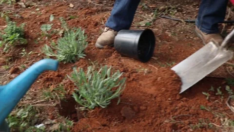 Tree planting Stock Footage 258590958