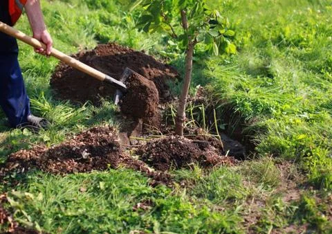 Tree planting movement Foto stock