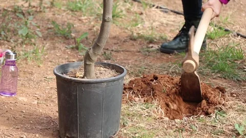Tree planting in a park Stock Footage 258590714
