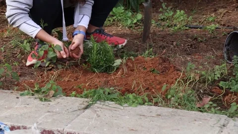 Tree planting in a park Stock Footage 258590929