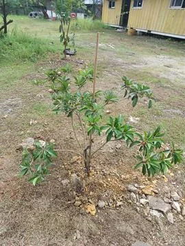 Tree planting Stock Photos