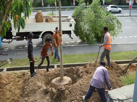 Tree planting project Video stock 103892721