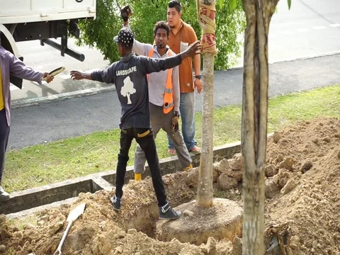 Tree planting project Stock Footage 103892753