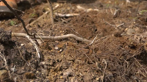 Tree planting in Slow Motion Vídeo Stock 32789717