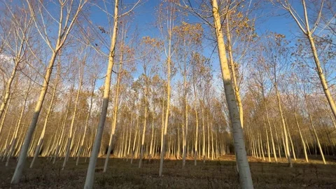 Tree planting in the sunshine Video stock 226190089