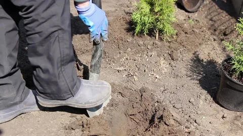 Tree planting. A worker digs a hole in the ground for a young tree Stock Footage 153093064
