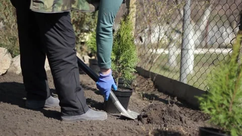 Tree planting. A worker digs a hole in the ground for a young tree Stock Footage 153093270