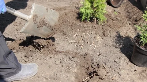 Tree planting. A worker digs a hole in the ground for a young tree Stock Footage 153093505