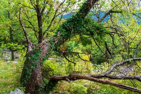 Tree with plants growing on it Stock Photos