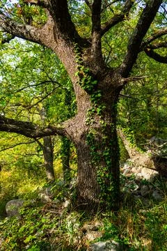 Tree with plants growing on it Stock Photos