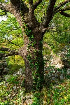 Tree with plants growing on it Stock Photos