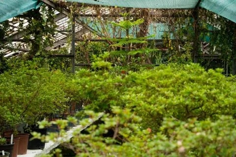 Tree plants planted in pots in a row. Ivy and climbing plants weave along the Stock Photos