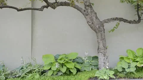 Tree plants wind against wall 8427 스톡 동영상 10729726
