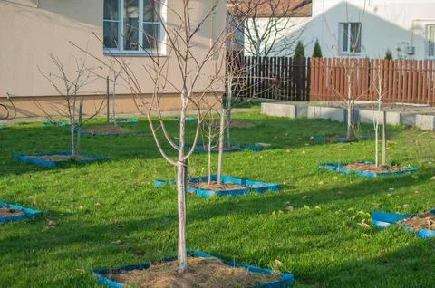 Tree plot with old stock of fruit trees Stock Photos