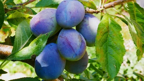 Tree with Plums Closeup Stock Footage 83294134