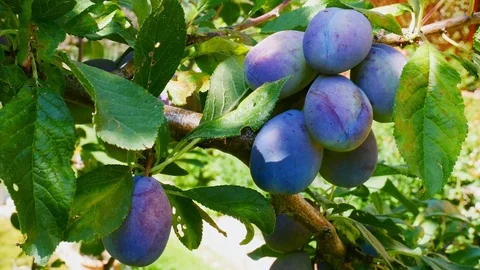 Tree with Plums Video stock 82604181