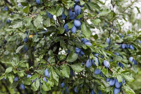 Tree With Plums Stock Photos