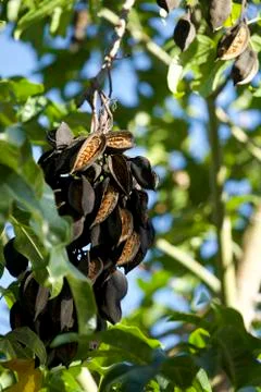 Tree Pods 948 Stock Photos