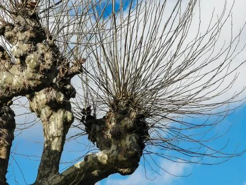 Tree with pointed and bare branches, blue sky in background Foto stock