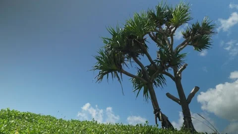 Tree poking up to sky Stock Footage 297718817