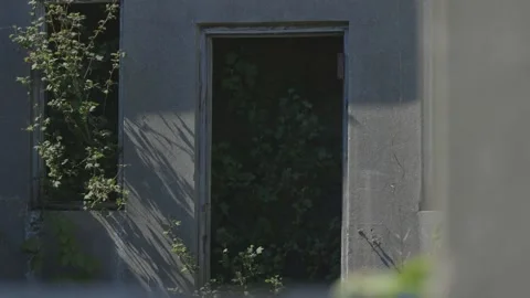 Tree poking through a broken window Stock Footage 159474872