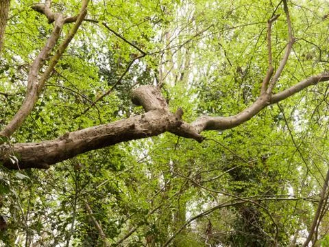 A Tree Poking Through a Canopy of Leaves in the Forest Stock Photos
