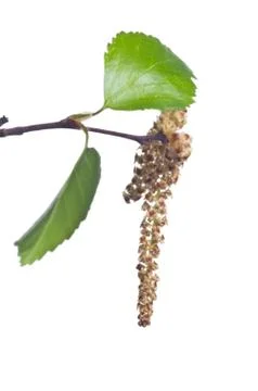 Tree pollen allergy Stock Photos