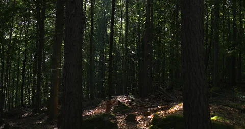 Tree pollen falling to the ground in the wind on a sunny day, forest trees Stock Footage 253657933