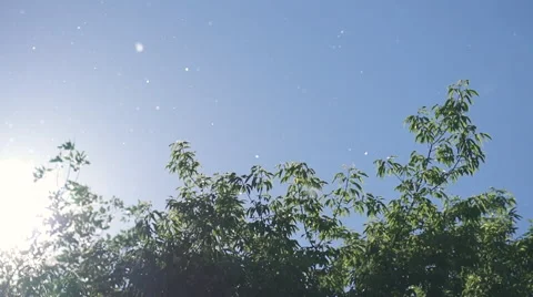 Tree Pollen Floating in the Air, Slow Motion Pan Stock Footage 64658317