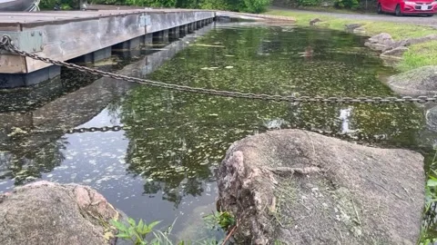 Tree Pollen on Lake Surface Stock Footage 197375850