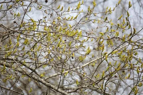 Tree Pollen Stock Photos