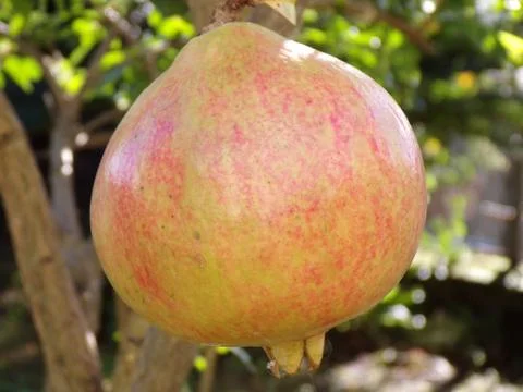Tree with pomegranate fruit in the foreground Stock Photos