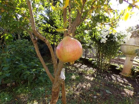 Tree with pomegranate fruit in the foreground Stock Photos