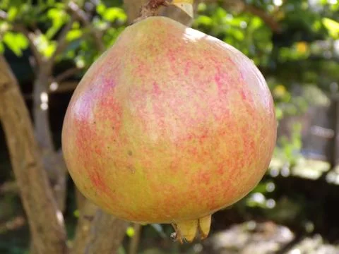 Tree with pomegranate fruit in the foreground Stock Photos