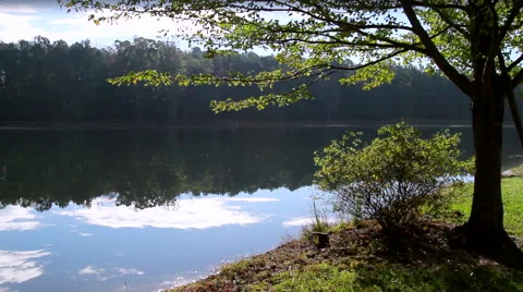 Tree by a Pond Backlight Vídeo Stock 44635145