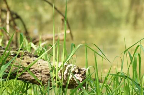 Tree by the pond Stock Photos