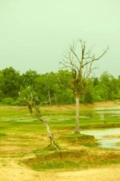 Tree in pond Stock Photos