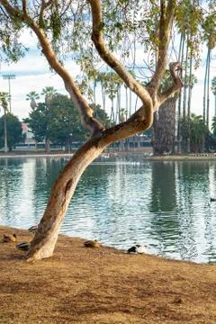 Tree by Pond Stock Photos