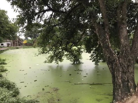 The tree in the pond Stock Photos
