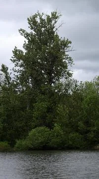 A tree by the pond Stock Photos